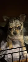 Shy Girl, a female Chihuahua for sale in Cleburne, TX – 5 of 6