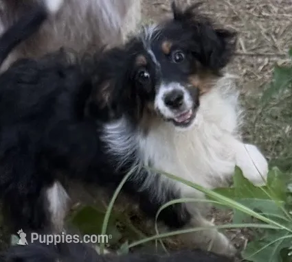Wednesday  – Miniature Aussiedoodle puppy for sale in Cleburne, TX
