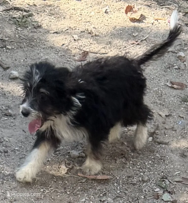 Tuesday  – Miniature Aussiedoodle puppy for sale in Cleburne, TX