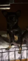 Show girl, a female Chihuahua for sale in Cleburne, TX – 4 of 4