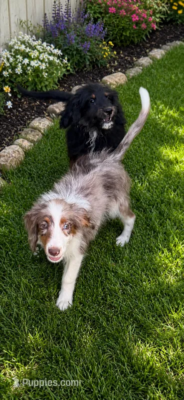 Rip the Cowboy  – Miniature Aussiedoodle puppy for sale in Cleburne, TX