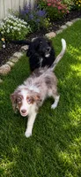 Rip the Cowboy , a male Miniature Aussiedoodle for sale in Cleburne, TX – 1 of 2