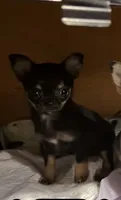 Show girl, a female Chihuahua for sale in Cleburne, TX – 2 of 4