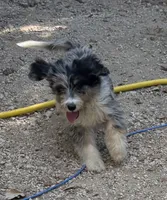 Monday, a female Miniature Aussiedoodle for sale in Cleburne, TX – 3 of 3
