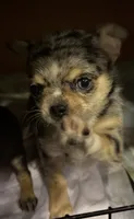 Shy Girl, a female Chihuahua for sale in Cleburne, TX – 2 of 6