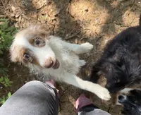 Rip the Cowboy , a male Miniature Aussiedoodle for sale in Cleburne, TX – 2 of 2
