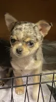 Shy Girl, a female Chihuahua for sale in Cleburne, TX – 3 of 6