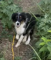 Wednesday , a female Miniature Aussiedoodle for sale in Cleburne, TX – 3 of 5