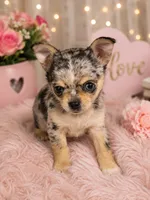 Shy Girl, a female Chihuahua for sale in Cleburne, TX – 4 of 6