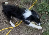 Wednesday , a female Miniature Aussiedoodle for sale in Cleburne, TX – 4 of 5