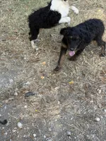 Knight , a male Aussiedoodle for sale in Fort Worth, TX – 5 of 5