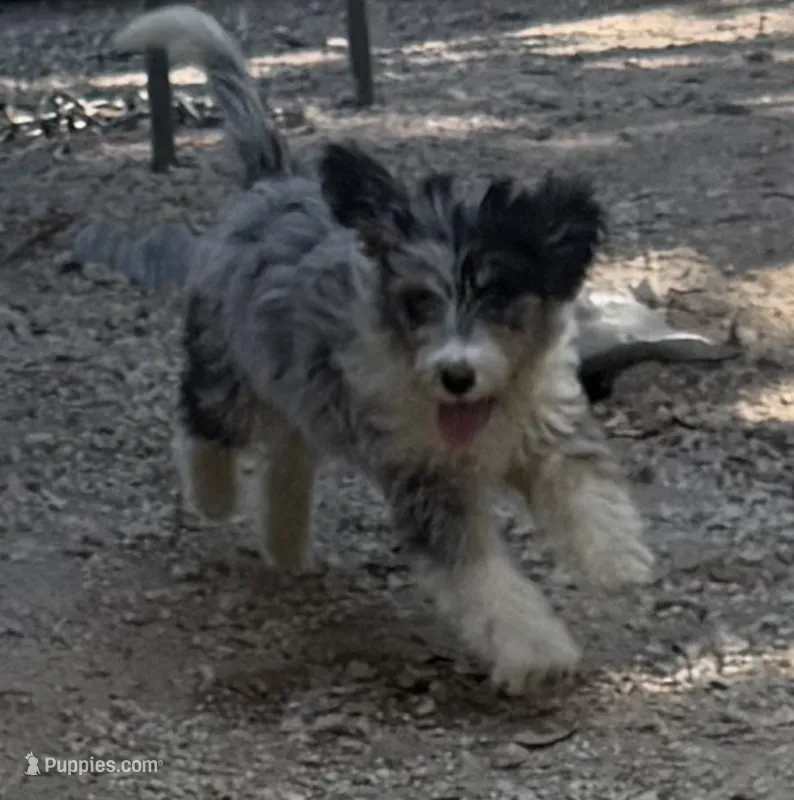 Monday – Miniature Aussiedoodle puppy for sale in Cleburne, TX