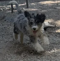 Monday, a female Miniature Aussiedoodle for sale in Cleburne, TX – 1 of 3