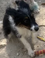 Wednesday , a female Miniature Aussiedoodle for sale in Cleburne, TX – 5 of 5
