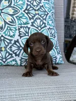 AKC Maple, a female Miniature Dachshund for sale in Lyman, SC – 2 of 4