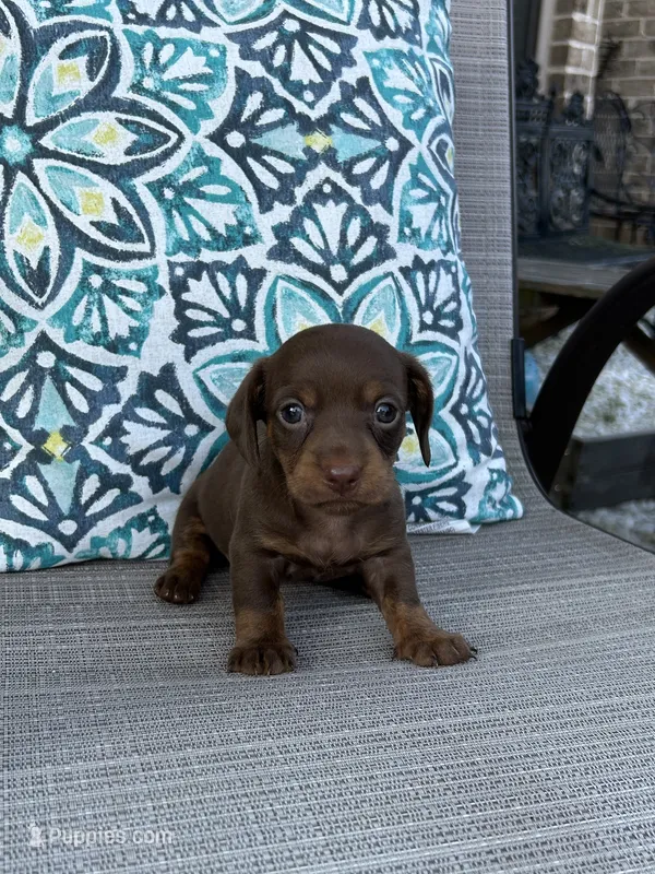 AKC Mochi – Miniature Dachshund puppy for sale in Lyman, SC