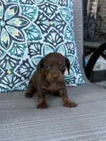 AKC Mochi, a female Miniature Dachshund for sale in Lyman, SC – 1 of 4