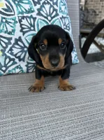 AKC Ash, a male Miniature Dachshund for sale in Lyman, SC – 2 of 4