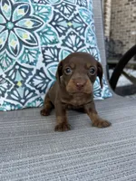 AKC Mochi, a female Miniature Dachshund for sale in Lyman, SC – 4 of 4