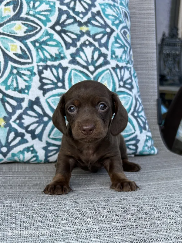 AKC Maple – Miniature Dachshund puppy for sale in Lyman, SC