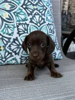 AKC Maple, a female Miniature Dachshund for sale in Lyman, SC – 4 of 4