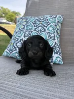 Luna , a female Miniature Dachshund for sale in Lyman, SC – Photo 2 of 3