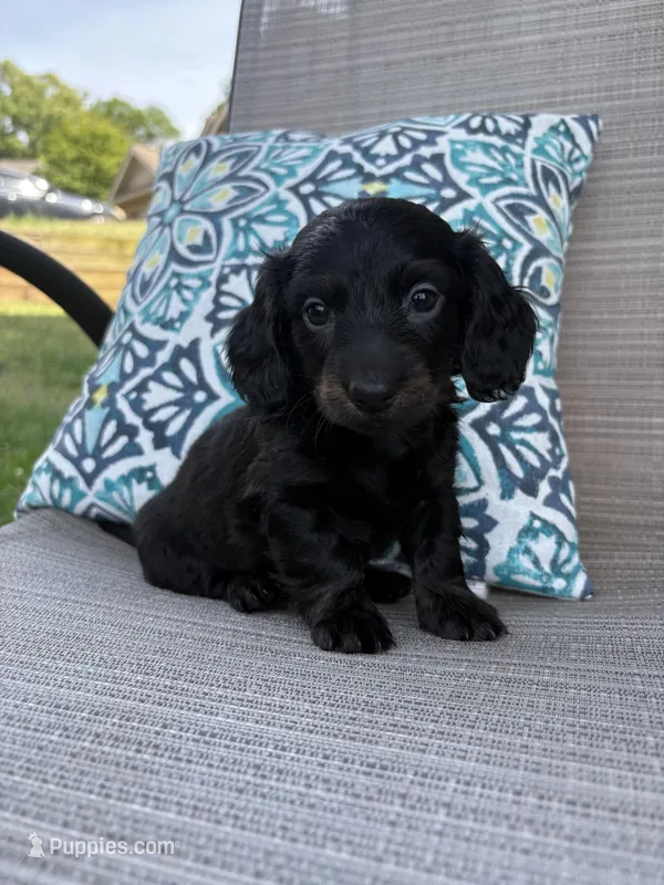 Luna  – Miniature Dachshund puppy for sale in Lyman, SC