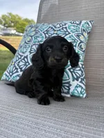 Luna , a female Miniature Dachshund for sale in Lyman, SC – Photo 3 of 3