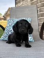 Bear, a male Miniature Dachshund for sale in Lyman, SC – Photo 3 of 4
