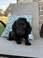 Bear, a male Miniature Dachshund for sale in Lyman, SC – Photo 4 of 4