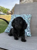 Bear, a male Miniature Dachshund for sale in Lyman, SC – Photo 2 of 4