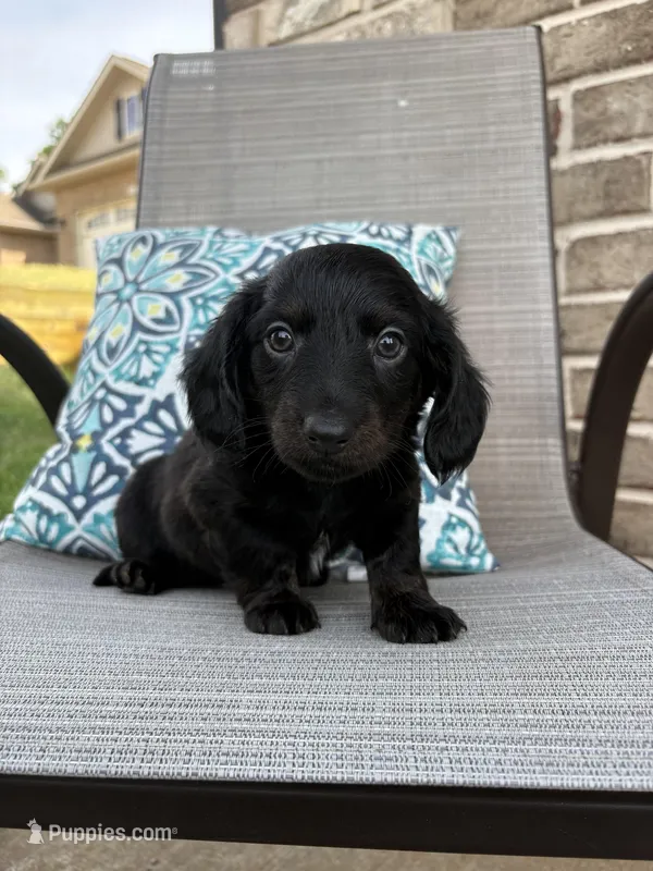Bear – Miniature Dachshund puppy for sale in Lyman, SC