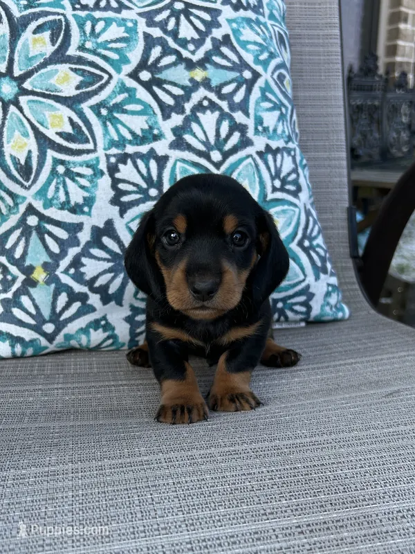 AKC Ash – Miniature Dachshund puppy for sale in Lyman, SC