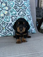 AKC Ash, a male Miniature Dachshund for sale in Lyman, SC – 1 of 4
