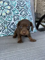 AKC Mochi, a female Miniature Dachshund for sale in Lyman, SC – 3 of 4