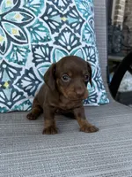 AKC Mochi, a female Miniature Dachshund for sale in Lyman, SC – 2 of 4