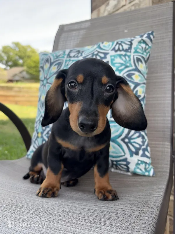 Ace  – Miniature Dachshund puppy for sale in Lyman, SC