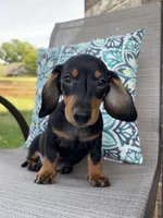 Ace , a male Miniature Dachshund for sale in Lyman, SC – Photo 1 of 6