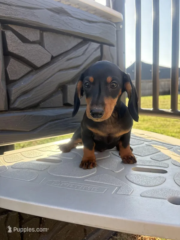Ace  – Miniature Dachshund puppy for sale in Lyman, SC