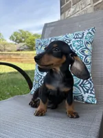 Ace , a male Miniature Dachshund for sale in Lyman, SC – Photo 5 of 6