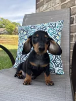 Ace , a male Miniature Dachshund for sale in Lyman, SC – Photo 3 of 6