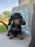 Ace , a male Miniature Dachshund for sale in Lyman, SC – Photo 2 of 6