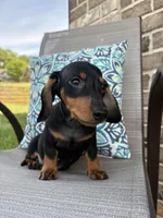 Ace , a male Miniature Dachshund for sale in Lyman, SC – Photo 4 of 6