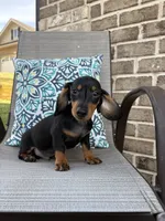 Ace , a male Miniature Dachshund for sale in Lyman, SC – Photo 6 of 6