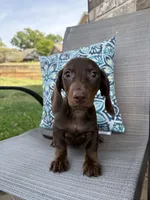Hershey, a male Miniature Dachshund for sale in Lyman, SC – Photo 2 of 4