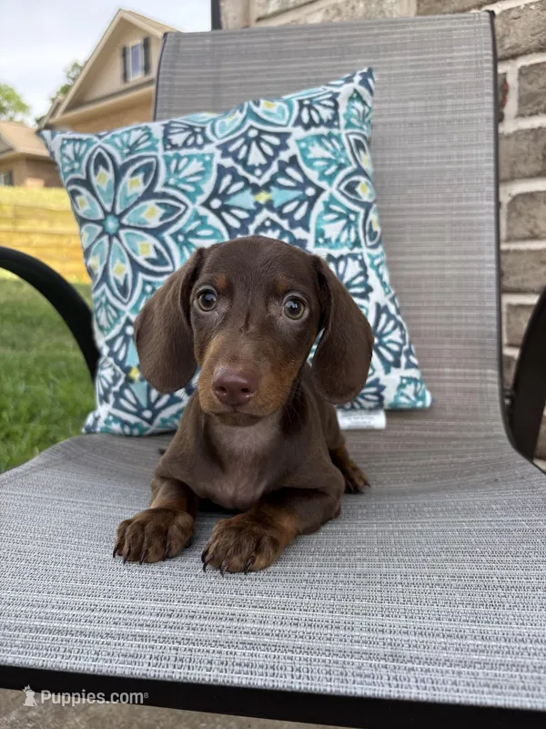 Hershey – Miniature Dachshund puppy for sale in Lyman, SC