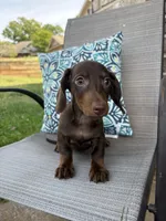 Hershey, a male Miniature Dachshund for sale in Lyman, SC – Photo 4 of 4