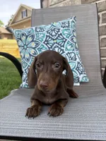 Hershey, a male Miniature Dachshund for sale in Lyman, SC – Photo 3 of 4