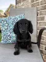 Max, a male Miniature Dachshund for sale in Lyman, SC – Photo 3 of 6
