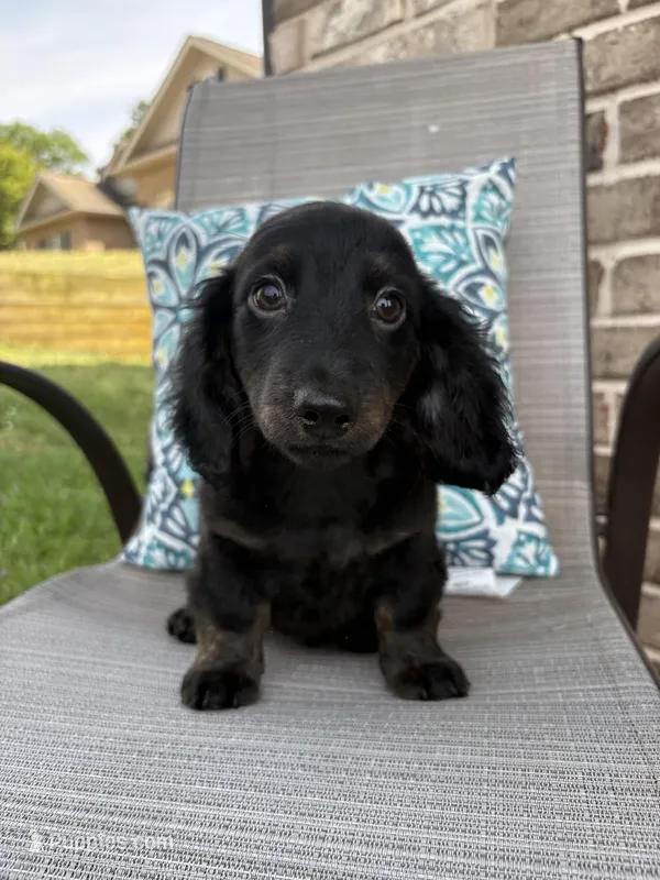 Max – Miniature Dachshund puppy for sale in Lyman, SC